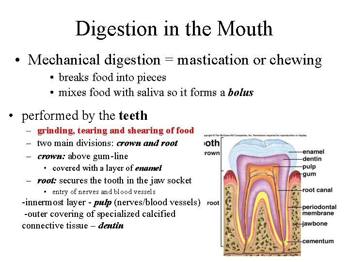 Digestion in the Mouth • Mechanical digestion = mastication or chewing • breaks food