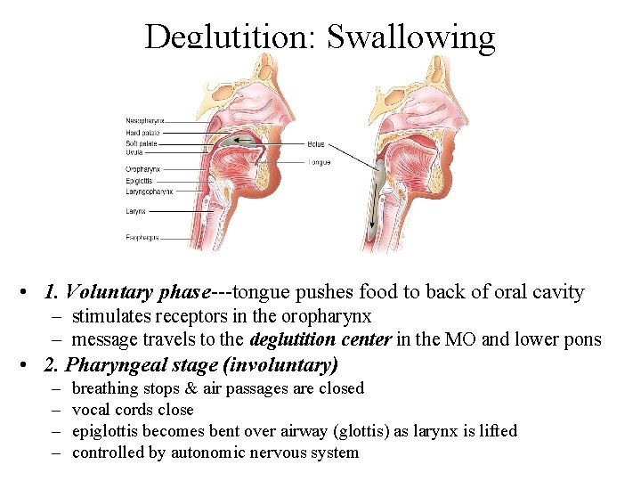 Deglutition: Swallowing • 1. Voluntary phase---tongue pushes food to back of oral cavity –