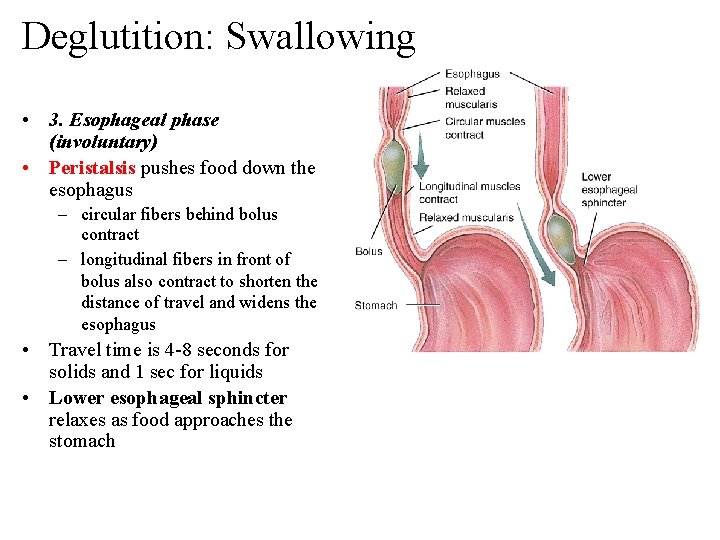 Deglutition: Swallowing • 3. Esophageal phase (involuntary) • Peristalsis pushes food down the esophagus
