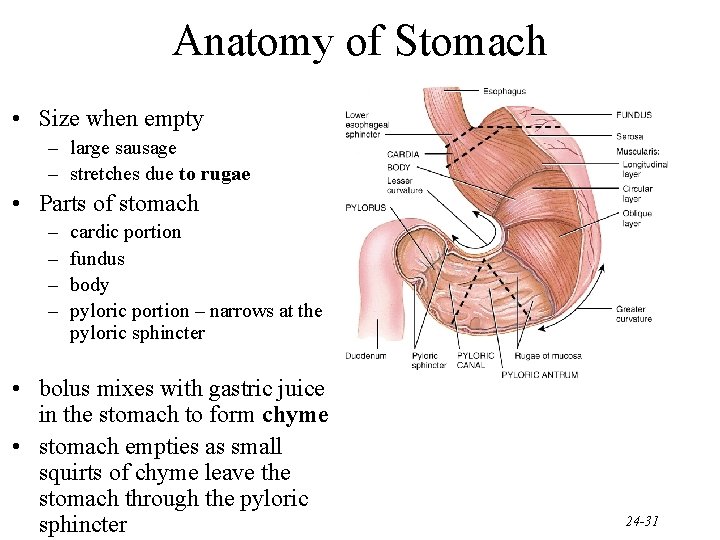 Anatomy of Stomach • Size when empty – large sausage – stretches due to