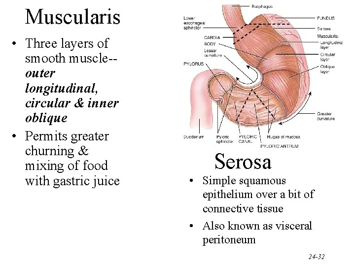 Muscularis • Three layers of smooth muscle-outer longitudinal, circular & inner oblique • Permits