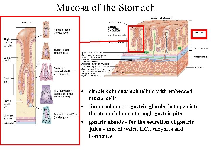 Mucosa of the Stomach • simple columnar epithelium with embedded mucus cells • forms