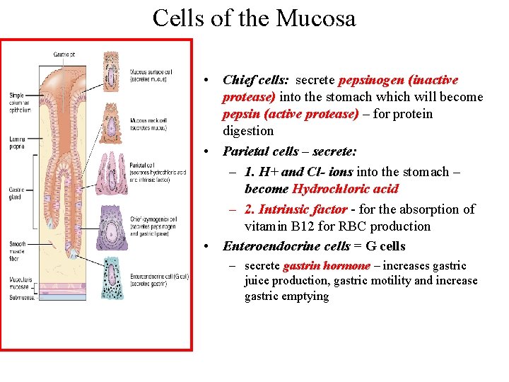 Cells of the Mucosa • Chief cells: secrete pepsinogen (inactive protease) into the stomach