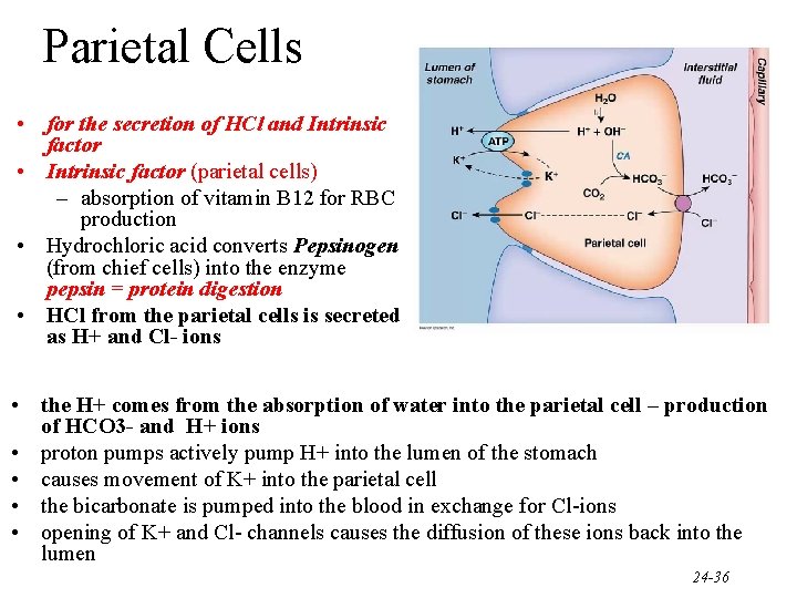 Parietal Cells • for the secretion of HCl and Intrinsic factor • Intrinsic factor