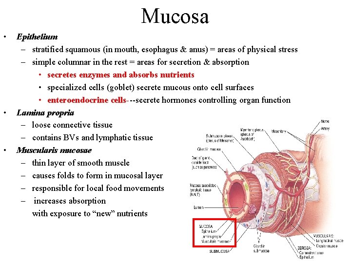 Mucosa • • • Epithelium – stratified squamous (in mouth, esophagus & anus) =