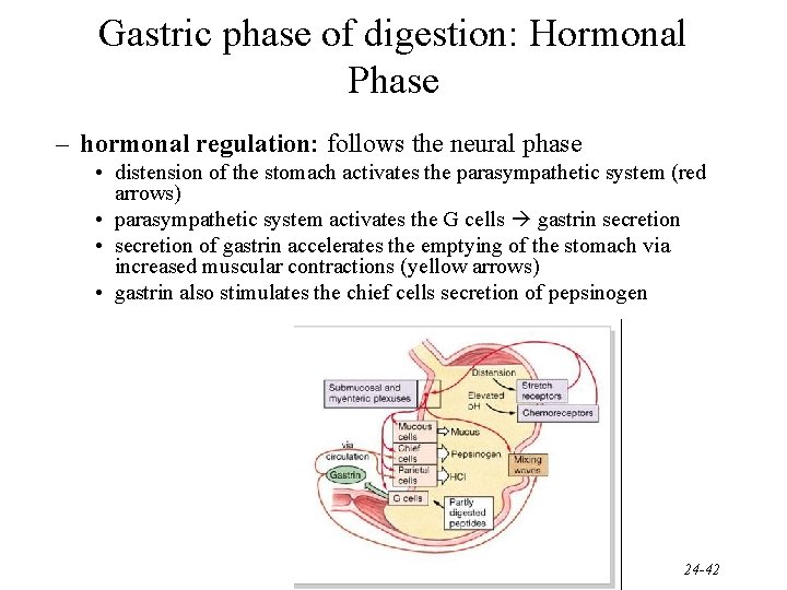 Gastric phase of digestion: Hormonal Phase – hormonal regulation: follows the neural phase •