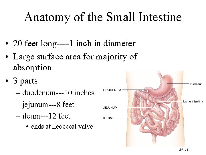 Anatomy of the Small Intestine • 20 feet long----1 inch in diameter • Large