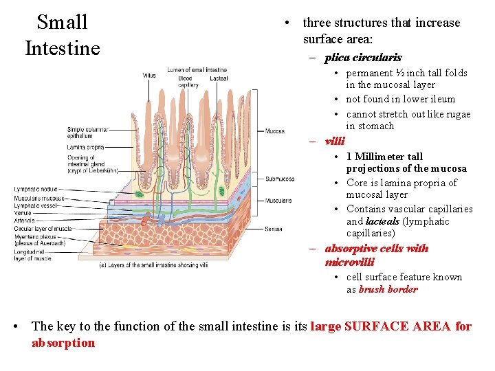 Small Intestine • three structures that increase surface area: – plica circularis • permanent