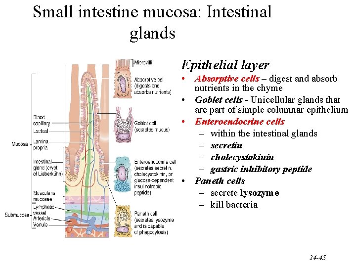 Small intestine mucosa: Intestinal glands Epithelial layer • Absorptive cells – digest and absorb