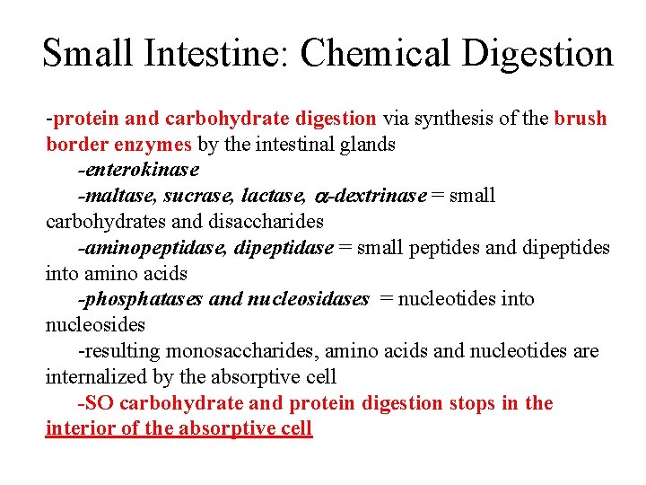 Small Intestine: Chemical Digestion -protein and carbohydrate digestion via synthesis of the brush border