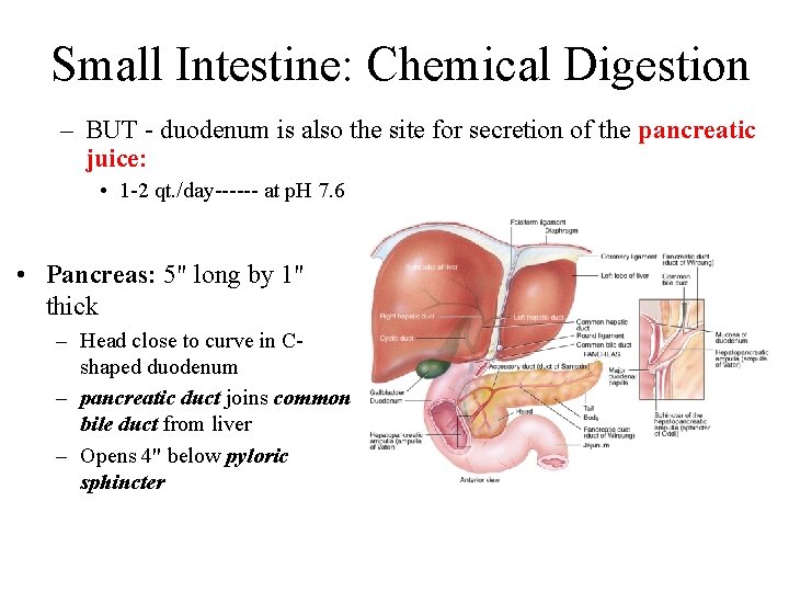 Small Intestine: Chemical Digestion – BUT - duodenum is also the site for secretion