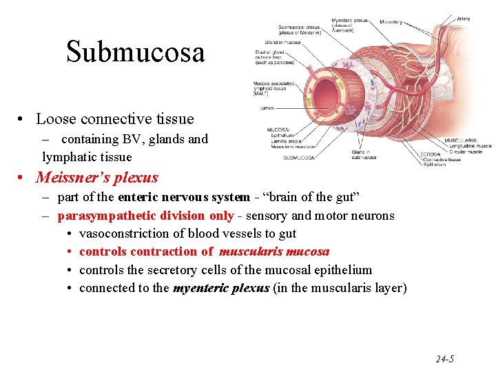 Submucosa • Loose connective tissue – containing BV, glands and lymphatic tissue • Meissner’s