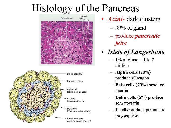 Histology of the Pancreas • Acini- dark clusters – 99% of gland – produce