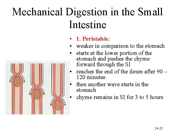 Mechanical Digestion in the Small Intestine • 1. Peristalsis: • weaker in comparison to