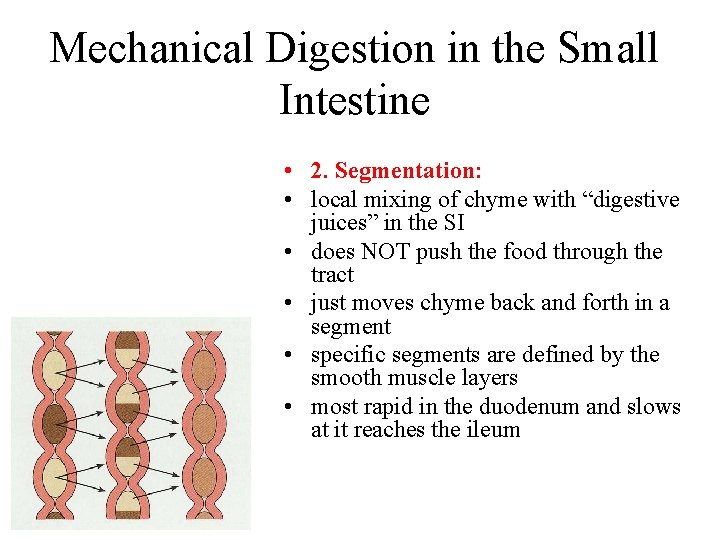 Mechanical Digestion in the Small Intestine • 2. Segmentation: • local mixing of chyme