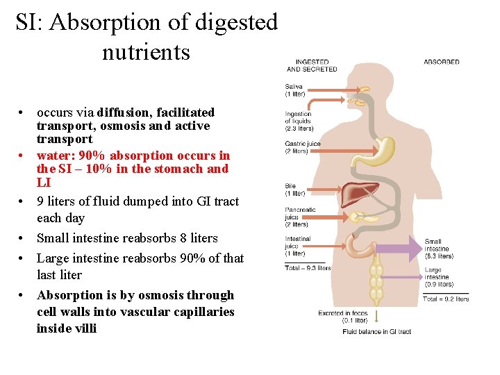 SI: Absorption of digested nutrients • occurs via diffusion, facilitated transport, osmosis and active