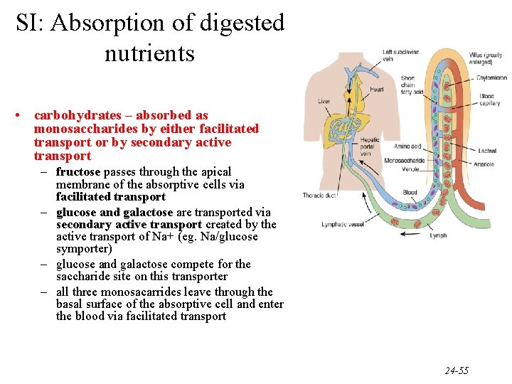 SI: Absorption of digested nutrients • carbohydrates – absorbed as monosaccharides by either facilitated