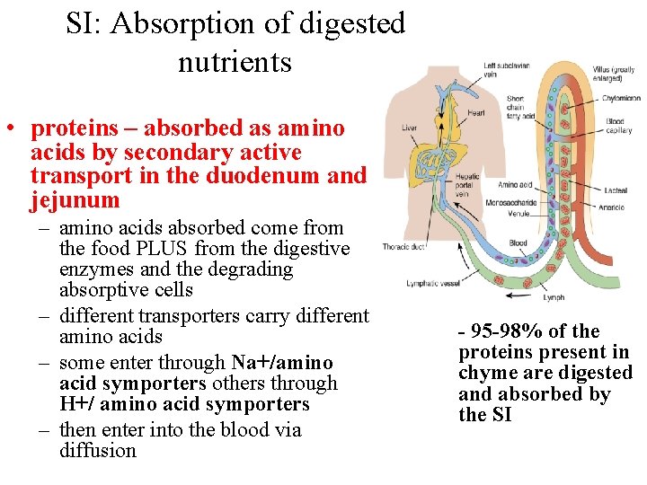 SI: Absorption of digested nutrients • proteins – absorbed as amino acids by secondary