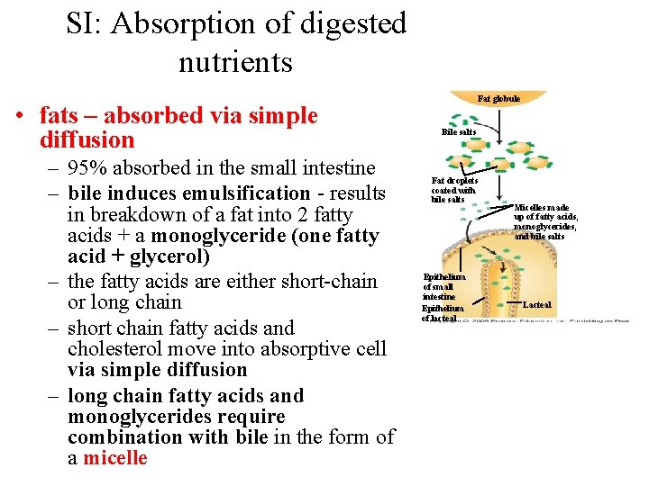 SI: Absorption of digested nutrients • fats – absorbed via simple diffusion – 95%