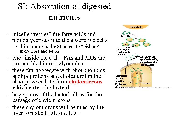 SI: Absorption of digested nutrients Fat globule – micelle “ferries” the fatty acids and