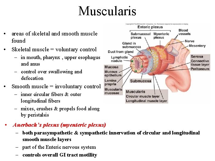 Muscularis • areas of skeletal and smooth muscle found • Skeletal muscle = voluntary