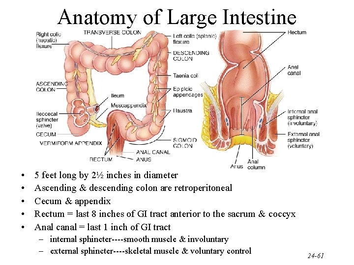 Anatomy of Large Intestine • • • 5 feet long by 2½ inches in