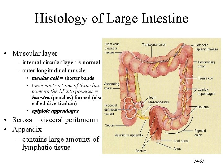 Histology of Large Intestine • Muscular layer – internal circular layer is normal –