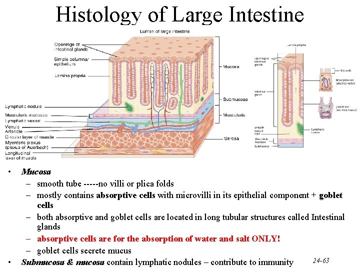 Histology of Large Intestine • • Mucosa – smooth tube -----no villi or plica