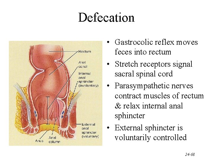 Defecation • Gastrocolic reflex moves feces into rectum • Stretch receptors signal sacral spinal