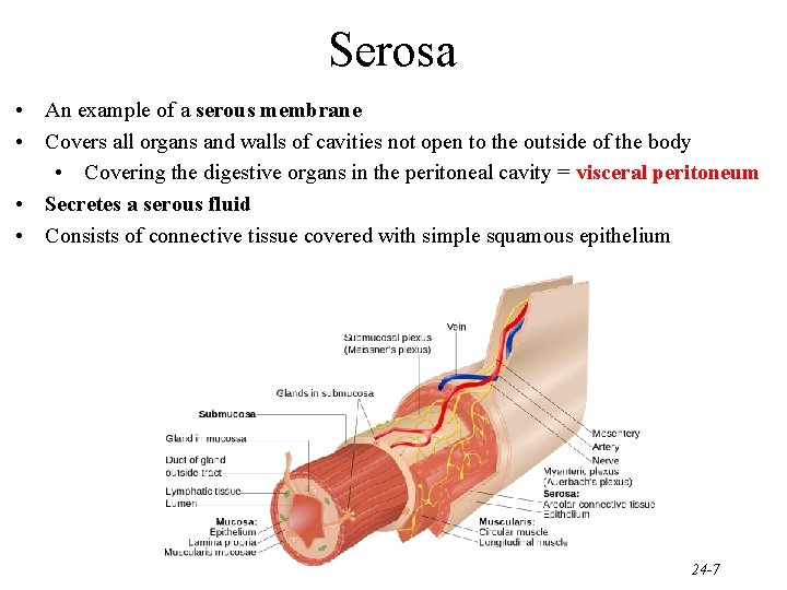 Serosa • An example of a serous membrane • Covers all organs and walls