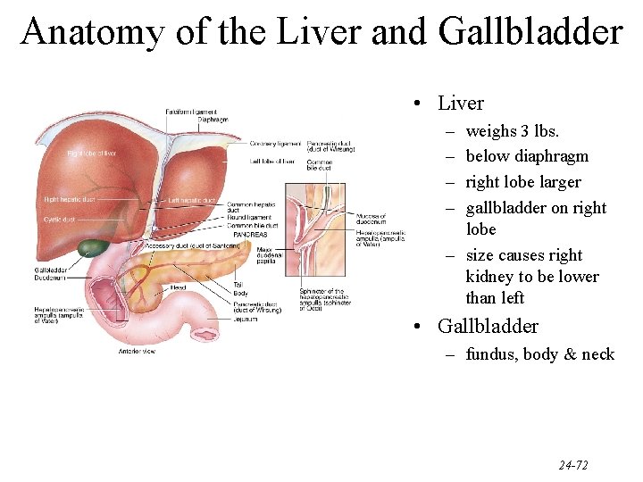 Anatomy of the Liver and Gallbladder • Liver – – weighs 3 lbs. below