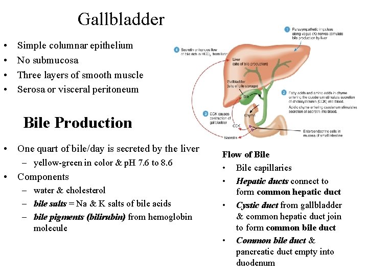 Gallbladder • • Simple columnar epithelium No submucosa Three layers of smooth muscle Serosa