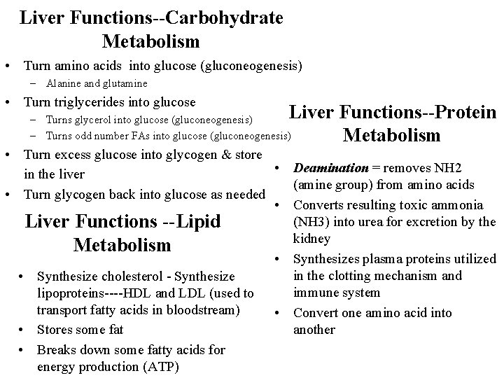 Liver Functions--Carbohydrate Metabolism • Turn amino acids into glucose (gluconeogenesis) – Alanine and glutamine