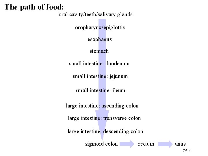 The path of food: oral cavity/teeth/salivary glands oropharynx/epiglottis esophagus stomach small intestine: duodenum small