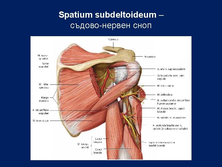 Spatium subdeltoideum – съдово-нервен сноп 