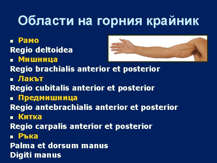 Области на горния крайник Рамо Regio deltoidea n Мишница Regio brachialis anterior et posterior