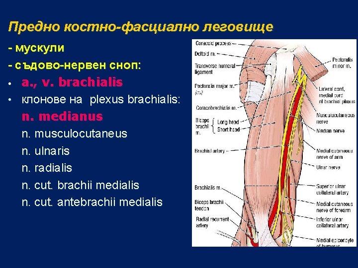 Предно костно-фасциално леговище - мускули - съдово-нервен сноп: • a. , v. brachialis •