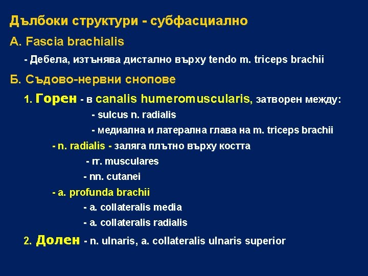 Дълбоки структури - субфасциално А. Fascia brachialis - Дебела, изтънява дистално върху tendo m.