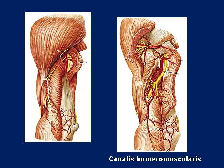 Canalis humeromuscularis 