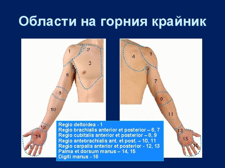 Области на горния крайник Regio deltoidea - 1 Regio brachialis anterior et posterior –