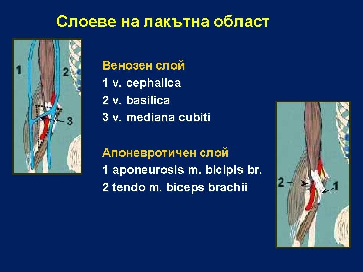 Слоеве на лакътна област Венозен слой 1 v. cephalica 2 v. basilica 3 v.