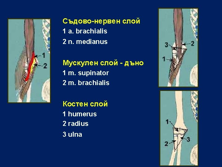 Съдово-нервен слой 1 a. brachialis 2 n. medianus Мускулен слой - дъно 1 m.