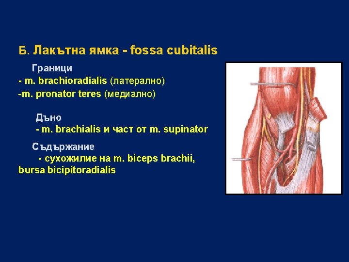 Б. Лакътна ямка - fossa cubitalis Граници - m. brachioradialis (латерално) -m. pronator teres