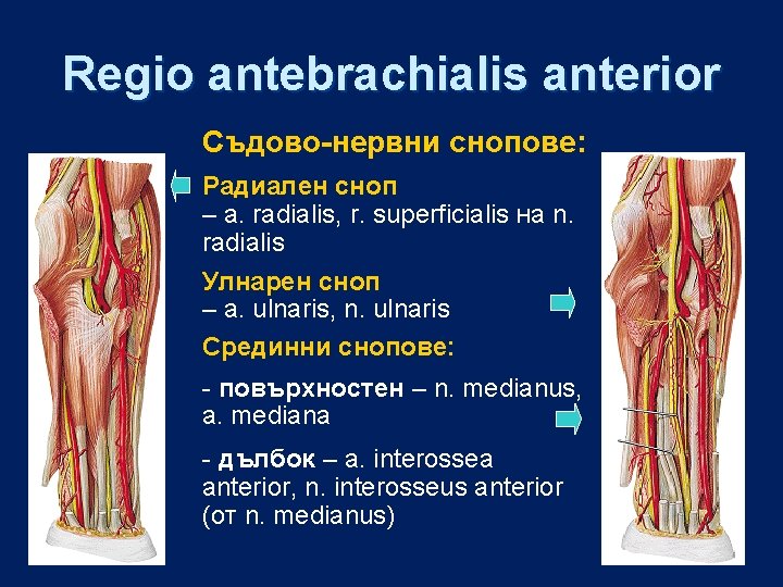 Regio antebrachialis anterior Съдово-нервни снопове: Радиален сноп – a. radialis, r. superficialis на n.