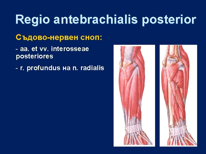 Regio antebrachialis posterior Съдово-нервен сноп: - aa. et vv. interosseae posteriores - r. profundus