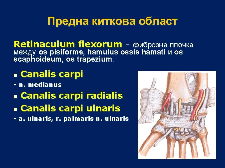 Предна киткова област Retinaculum flexorum – фиброзна плочка между os pisiforme, hamulus ossis hamati