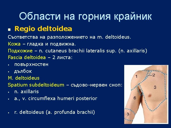 Области на горния крайник n Regio deltoidea Съответства на разположението на m. deltoideus. Кожа