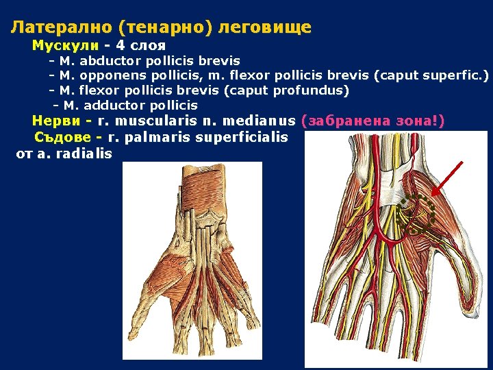 Латерално (тенарно) леговище Мускули - 4 слоя - M. abductor pollicis brevis - M.