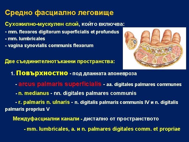 Средно фасциално леговище Сухожилно-мускулен слой, който включва: - mm. flexores digitorum superficialis et profundus