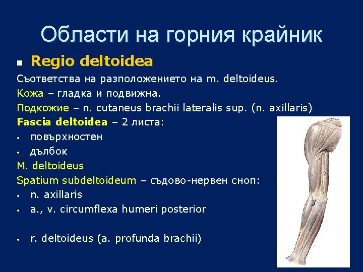 Области на горния крайник n Regio deltoidea Съответства на разположението на m. deltoideus. Кожа